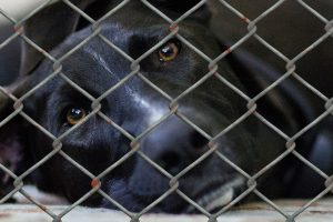 Trwa zbiórka karmy dla psów ze schronisk na Pałukach