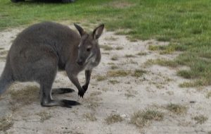 Znaleziono Lulusia – zbiegłego kangura
